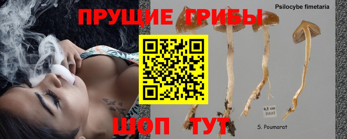 Галлюциногенные грибы Psilocybe  Вход с VPN  Кореновск 