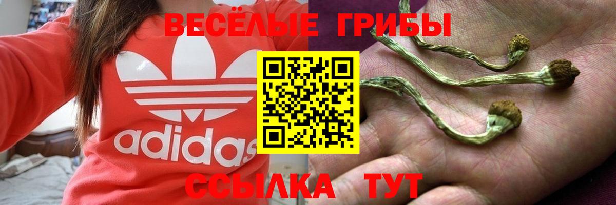 Псилоцибиновые грибы Psilocybe Кореновск